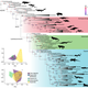 An evolutionary tree showing where the new species fits.